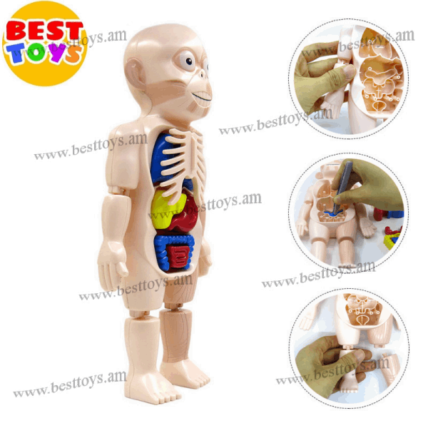 BestToys Զարգացնող և ինտելեկտուալ խաղեր We study human organs