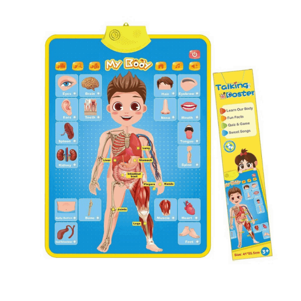 BestToys Զարգացնող և ինտելեկտուալ խաղեր A children's game that teaches body parts